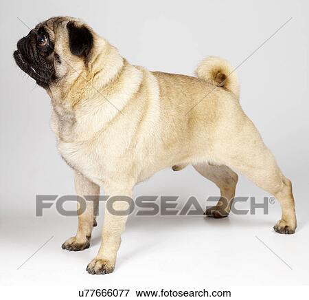Stock Photo - Pug standing to attention. Fotosearch