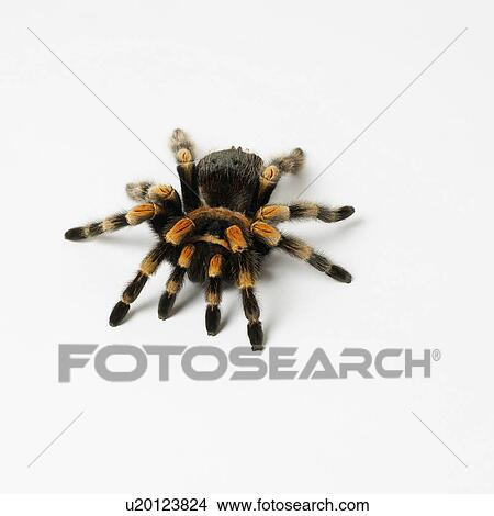 Red Kneed Tarantula View Large Photo Image Picture - Red Kneed Tarantula. Fotosearch