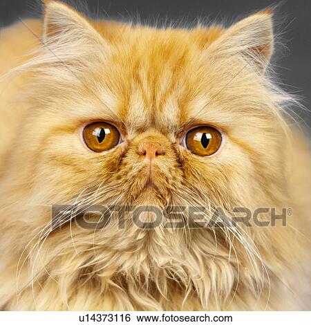 Stock Photograph - Red Persian kitten. Fotosearch