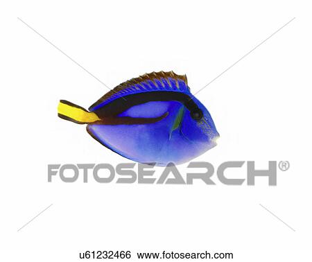 Stock Photograph - Regal Tang. Fotosearch