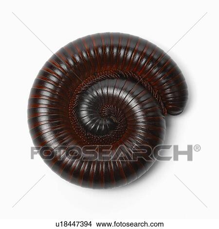 Rolled up Millipede View Large Photo Image Picture - Rolled up Millipede. Fotosearch