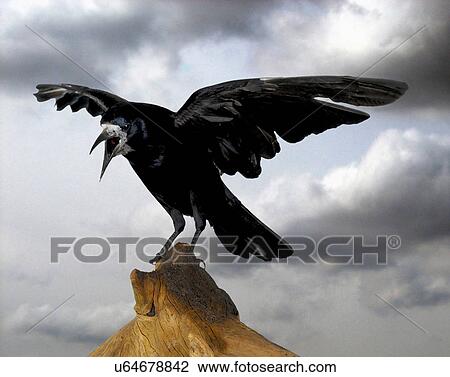 Rook landing on tree stump View Large Photo Image Stock Image - Rook landing on tree stump. Fotosearch