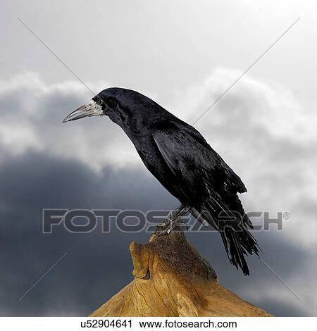 Rook perched on tree stump View Large Photo Image Stock Image - Rook perched on tree stump. Fotosearch