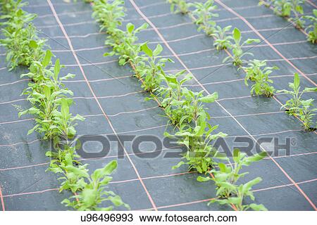 Stock Image - Rows of sage growing. Fotosearch