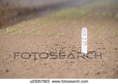 Seedling label on farm View Large Photo Image Stock Image - Seedling label on farm. Fotosearch