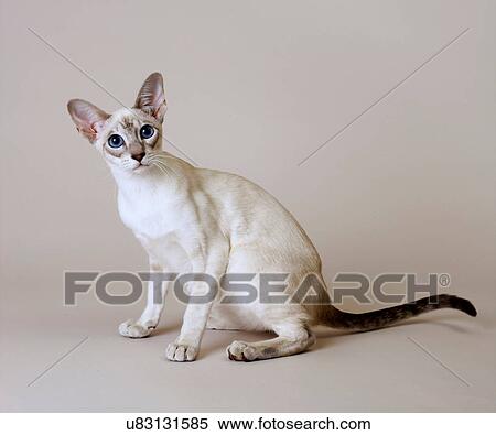 Stock Photography - Siamese Blue Tabby Point. Fotosearch