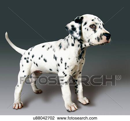 Stock Image - Side view of dalmatian pup. Fotosearch