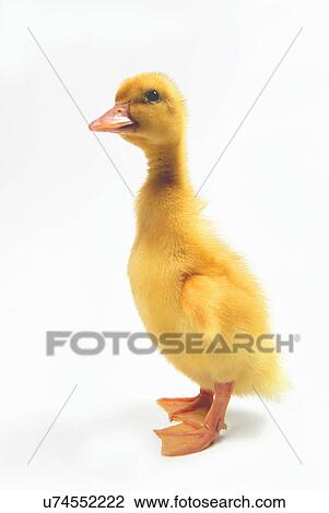 Side view of duckling View Large Photo Image Stock Image - Side view of duckling. Fotosearch