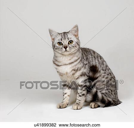 Silver Spotted Tabby Stock Image U41899382 Fotosearch