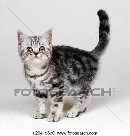 Silver Tabby Kitten Stock Image U20415670 Fotosearch