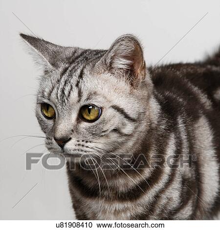 Silver tabby View Large Photo Image Stock Image - Silver tabby. Fotosearch