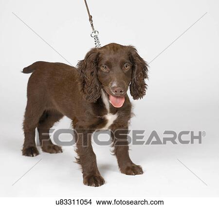 Picture - Spaniel puppy on leash. Fotosearch