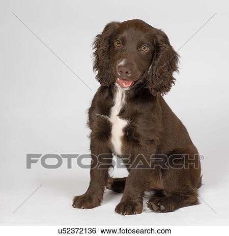 Spaniel Puppy View Large Photo Image Stock Photograph - Spaniel Puppy. Fotosearch