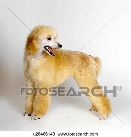 Standard Poodle View Large Photo Image Stock Image - Standard Poodle. Fotosearch