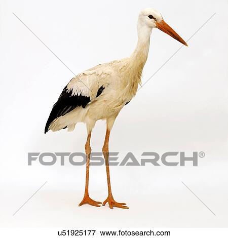Stock Photo - Stork. Fotosearch