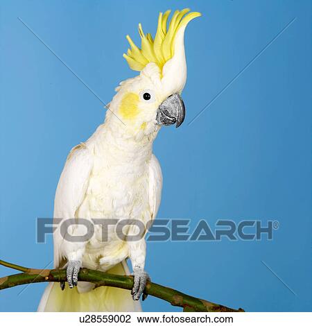 Sulphur Crested Cockatoo View Large Photo Image Stock Image - Sulphur Crested Cockatoo. Fotosearch
