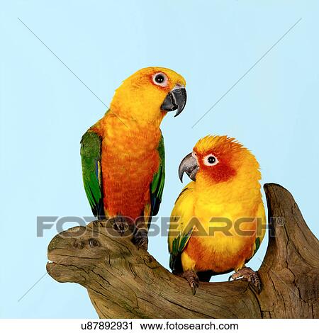 Stock Image - Sun Conure on tree stump. Fotosearch
