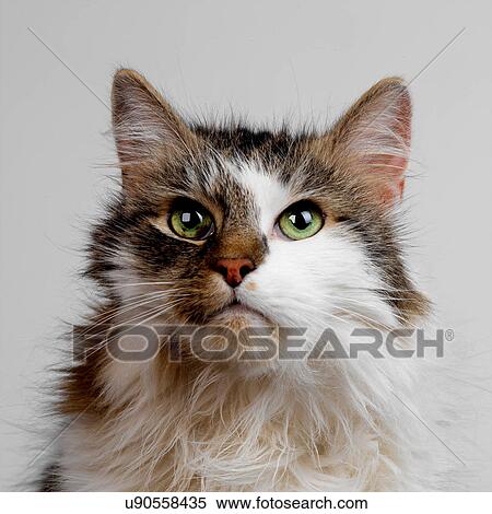 Tabby and white fluffy cat View Large Photo Image Stock Photography - Tabby and white fluffy cat. Fotosearch
