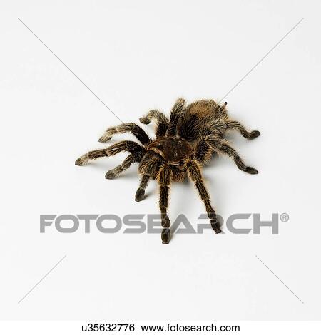 Stock Photograph - Tarantula. Fotosearch