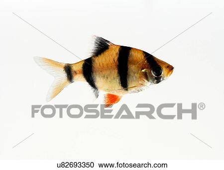 Stock Image - Tiger Barb. Fotosearch