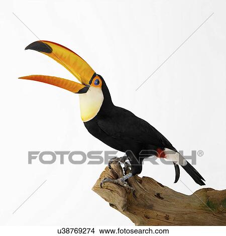 Toco Toucan on tree stump View Large Photo Image Picture - Toco Toucan on tree stump. Fotosearch