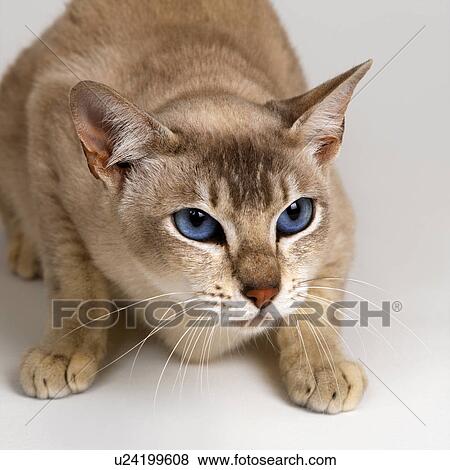 Stock Photo - Tonkinese Blue Eyed Caramel crouching. Fotosearch