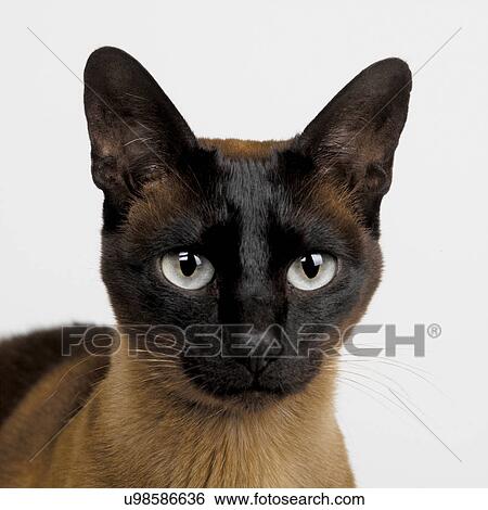 Stock Photograph - Tonkinese Brown. Fotosearch