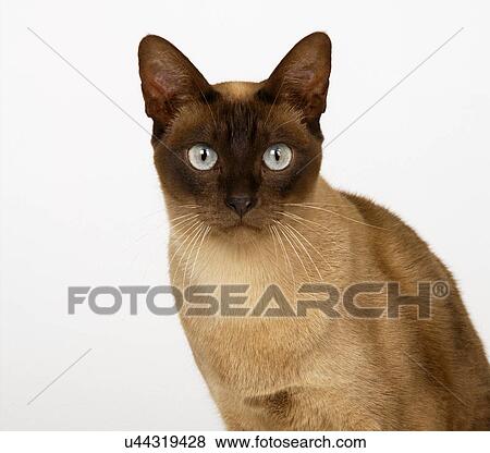 Tonkinese Chocolate Head View Large Photo Image Stock Photo - Tonkinese Chocolate Head. Fotosearch
