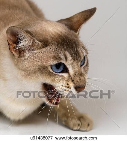 Stock Photo - Tonkinese hissing. Fotosearch
