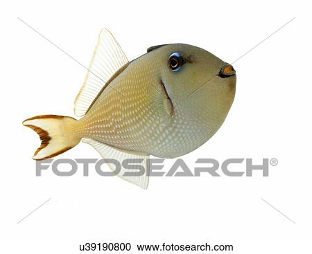 Triggerfish View Large Photo Image Stock Image - Triggerfish. Fotosearch