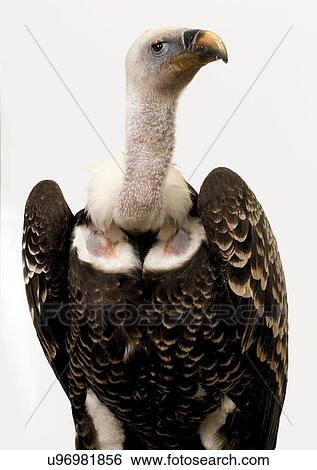 Vulture View Large Photo Image Stock Photograph - Vulture. Fotosearch