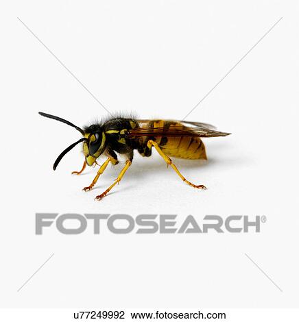 Stock Image - Wasp. Fotosearch