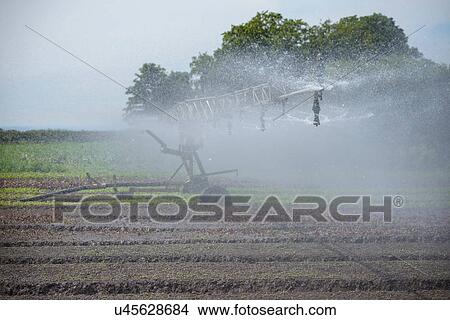 Picture - Watering system spraying crops. Fotosearch