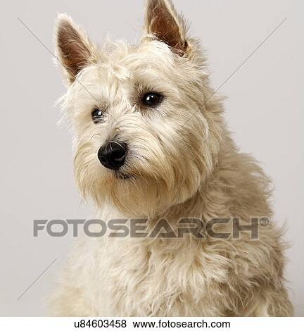 West Highland Terrier with head to one side View Large Photo Image Stock Photo - West Highland Terrier with head to one side. Fotosearch