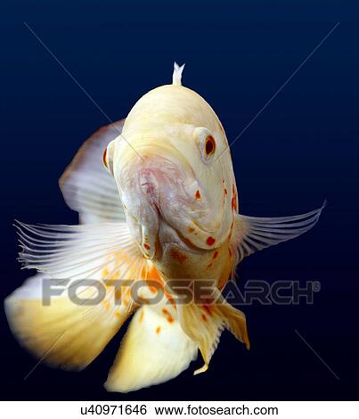 White Oscar Fish View Large Photo Image Stock Photograph - White Oscar Fish. Fotosearch