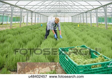 Woman harvesting rosemary View Large Photo Image Stock Photo - Woman harvesting rosemary. Fotosearch