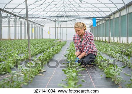 Picture - Woman inspecting sage. Fotosearch