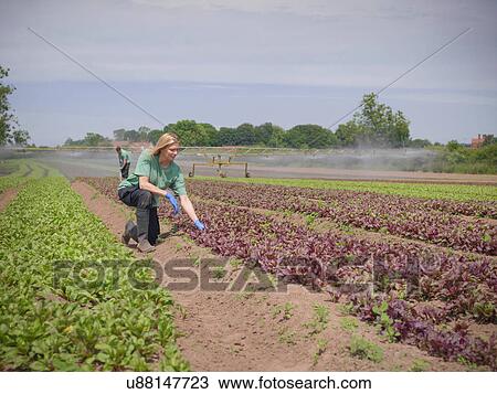 Stock Image - Woman inspecting salad crop. Fotosearch