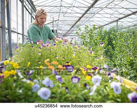 Woman looking at flowers View Large Photo Image Picture - Woman looking at flowers. Fotosearch
