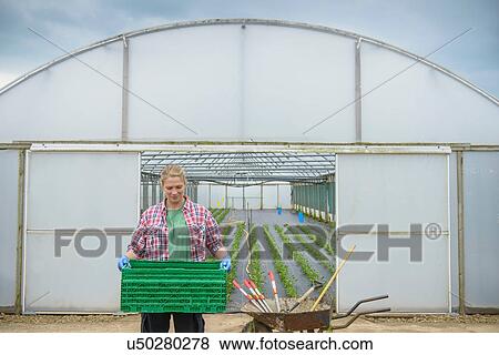 Worker carrying crate outside polytunnel View Large Photo Image Stock Photo - Worker carrying crate outside polytunnel. Fotosearch