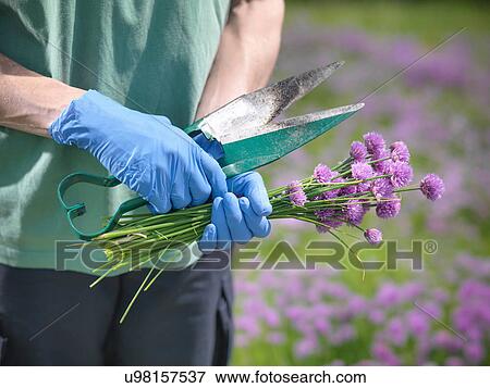 Worker holding fresh chives and scissors View Large Photo Image Stock Photo - Worker holding fresh chives and scissors. Fotosearch