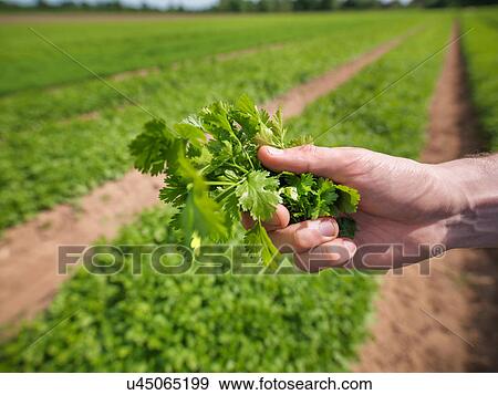 Worker holding fresh crop View Large Photo Image Stock Photo - Worker holding fresh crop. Fotosearch