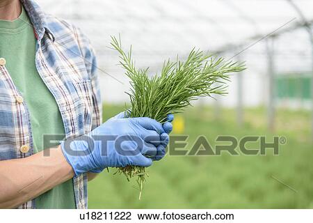 Worker holding fresh rosemary View Large Photo Image Stock Image - Worker holding fresh rosemary. Fotosearch