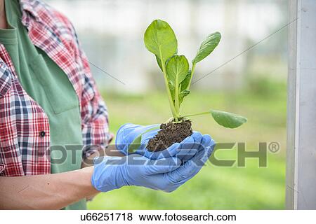 Stock Photo - Worker holding young plant. Fotosearch