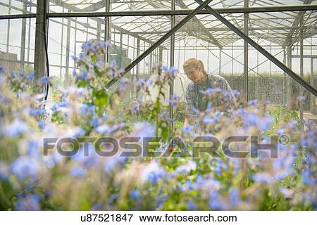 Stock Photo - Worker inspecting borage in greenhouse. Fotosearch