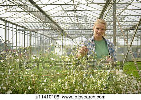 Stock Photography - Worker inspecting edible flowers in greenhouse. Fotosearch
