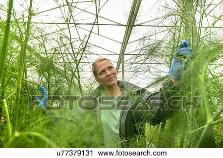 Worker inspecting fennel in greenhouse View Large Photo Image Stock Image - Worker inspecting fennel in greenhouse. Fotosearch