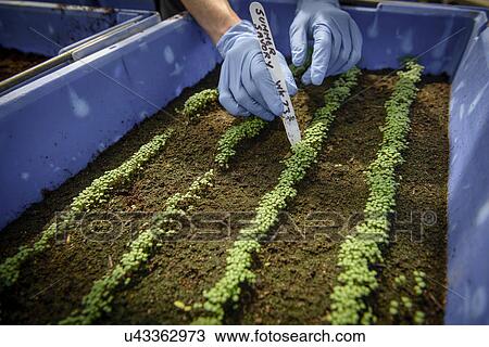 Worker labeling seedlings View Large Photo Image Stock Image - Worker labeling seedlings. Fotosearch