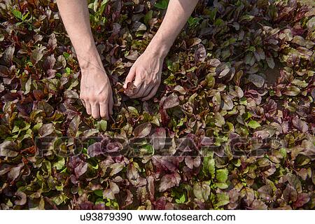 Worker picking salad crop View Large Photo Image Stock Image - Worker picking salad crop. Fotosearch