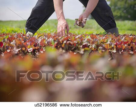 Worker picking salad crop View Large Photo Image Stock Photograph - Worker picking salad crop. Fotosearch